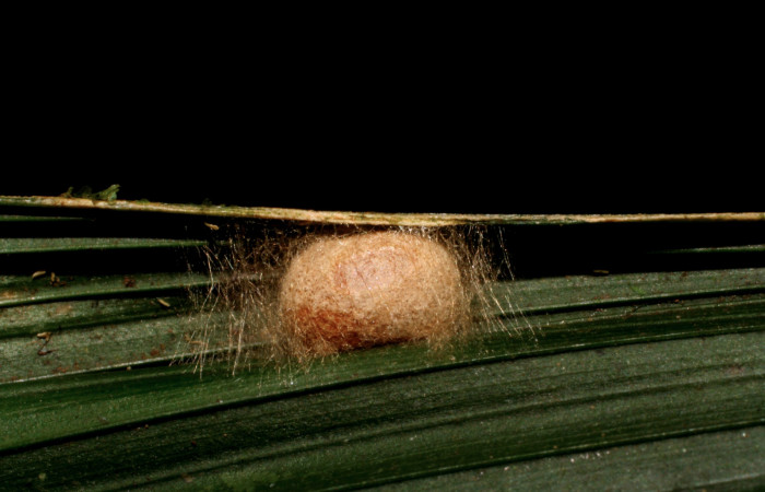 Figura 6. Capullo de <i>Vipsophobetron davisi</i> (Limacodidae), vista lateral, localidad Sendero Laguna Sector Pitilla ACG (680m). Voucher: 06-SRNP-33801-DHJ416400.jpg.