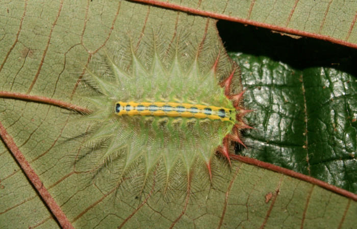 Figura 19. Larva <i>Isa diana</i> (Limacodidae), penúltimo estadío (PU) vista dorsal, localidad Calma Estación Biológica Quica, Sector Pitilla ACG (412m). Voucher: 14-SRNP-70574-DHJ722362.jpg.