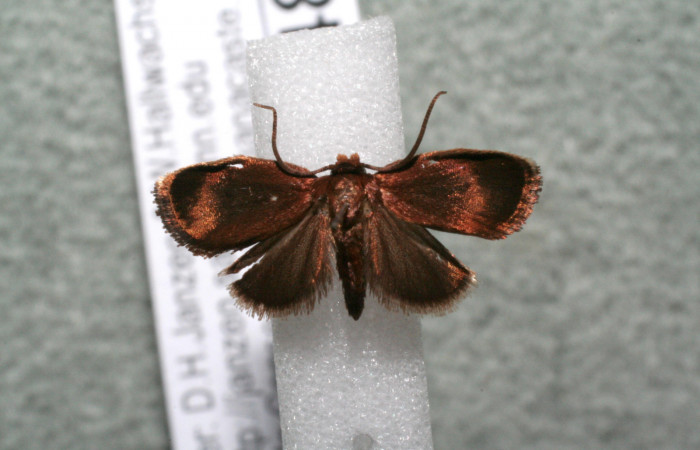 Figura 9. Adulto de <i>Vipsophobetron davisi</i> (Limacodidae), vista dorsal, localidad Sendero Manguera, Estación Biológica Quica Sector Pitilla ACG (470m). Voucher: 15-SRNP-71480-DHJ922753.jpg.