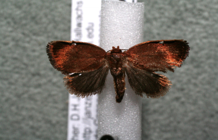 Figura 10. Adulto de <i>Vipsophobetron davisi</i> (Limacodidae), vista ventral, localidad Sendero Manguera, Estación Biológica Quica Sector Pitilla ACG (470m). Voucher: 15-SRNP-71628-DHJ922755.jpg.