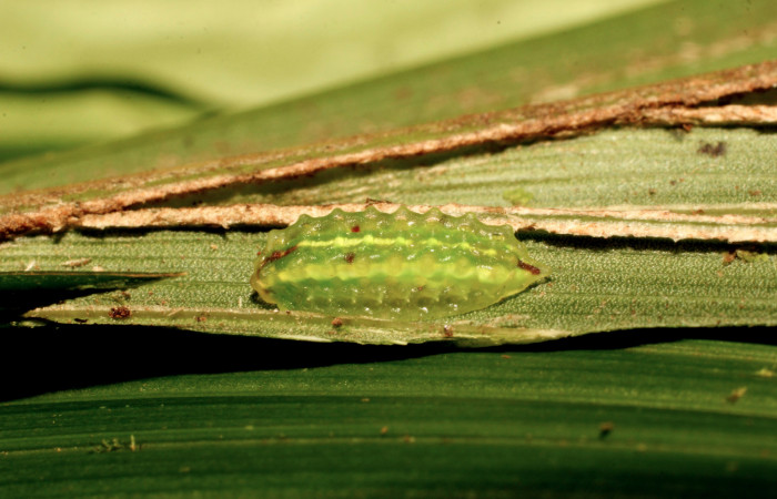 Figura 3. Larva <i>Vipsophobetron davisi</i> (Limacodidae), penúltimo estadío (PU) vista lateral, localidad Margen Crater, Sector Santa María ACG (1920m). Voucher: 19-SRNP-35253-DHJ769756.jpg.