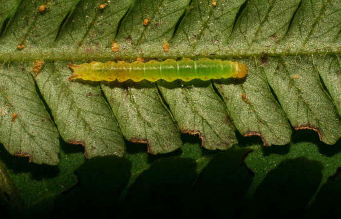 Figura 2. Detalle dorsal, <i>Scopifera antelia</i> (Erebidae) en tercer estadío. (10- SRNP-30480-DHJ471494).