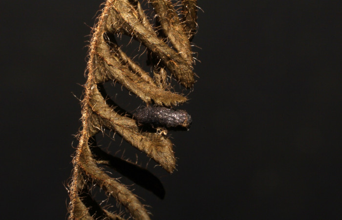 Figura 16. Detalle de capullo del parásito <i>Glyptapanteles nealweberi</i> (Braconidae), en <i>Scopifera antelia</i> (Erebidae). (10- SRNP-44609-DHJ496508).