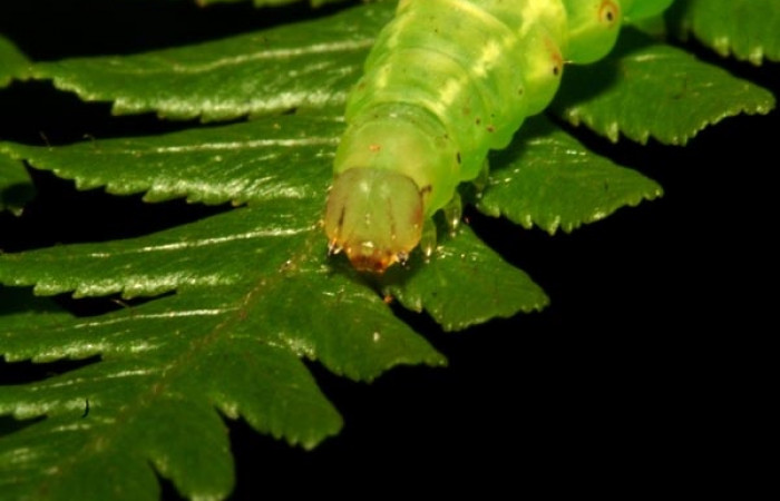 Figura 8. Detalle de cabeza <i>Scopifera antelia</i> (Erebidae). (10-SRNP-44625- DHJ478722).