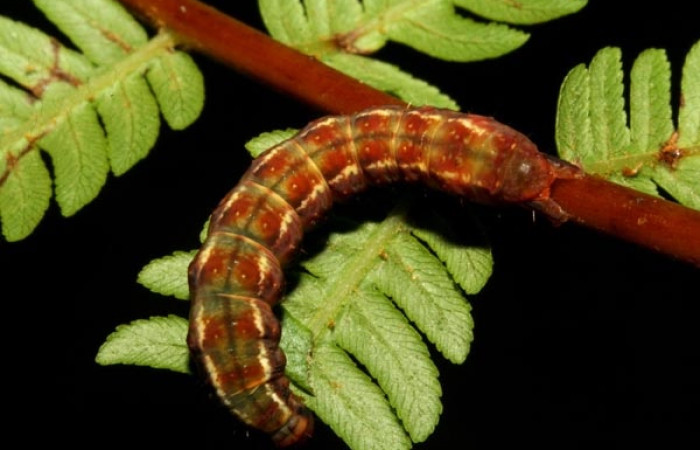 Figura 11. Detalle en su último estadíos <i>Scopifera antelia</i> (Erebidae). (10- SRNP-44802-DHJ478755).