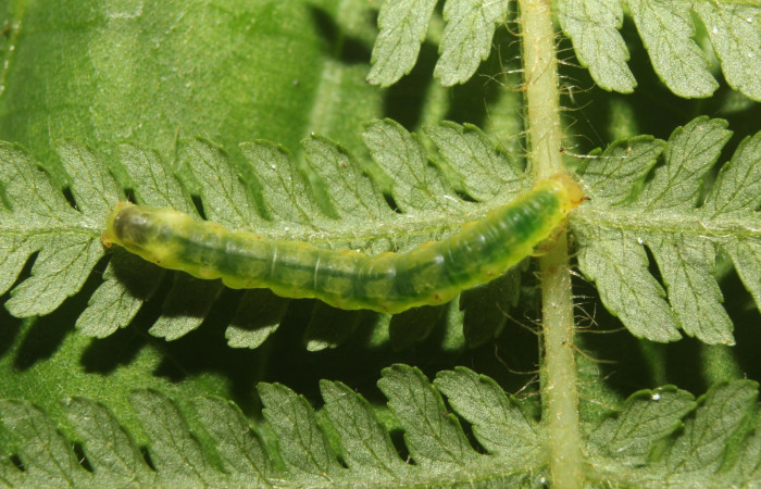 Figura 3. Detalle de alimentación, <i>Scopifera antelia</i> (Erebidae) en tercer estadíos. (18-SRNP-71205-DHJ742491).