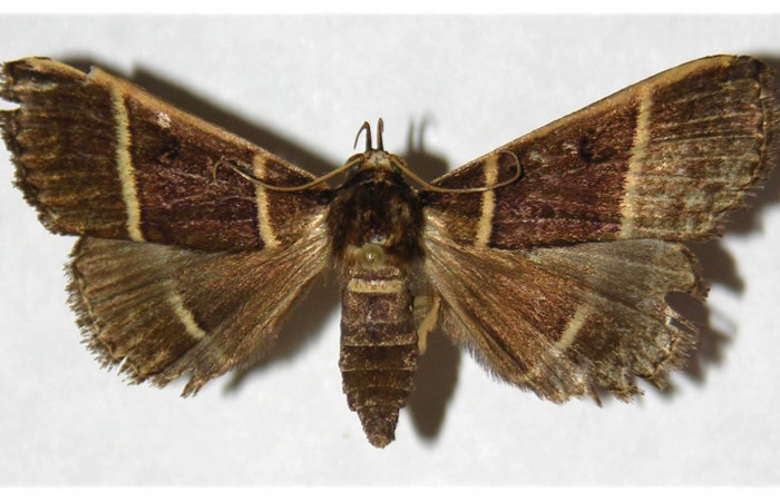 Figura 22. Adulto detalle dorsal (hembra), <i>Scopifera antelia</i> (Erebidae). (98-SRNP-6217- DHJ315834).
