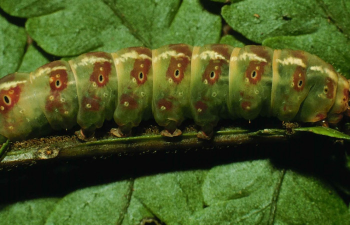 Figura 13. Detalle lateral, <i>Scopifera</i> anteliaDH01 (Erebidae). (98-SRNP-6217-DHJ45811).