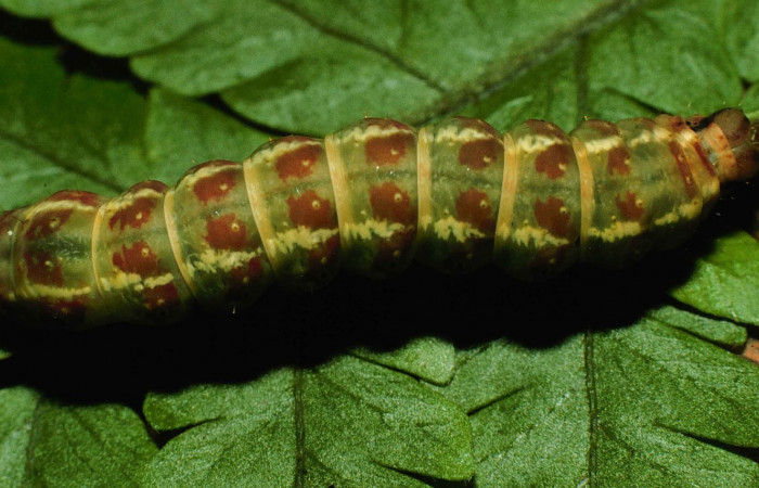 Figura 14. Detalle dorsal, <i>Scopifera</i> anteliaDH01 (Erebidae). (98- SRNP-6217-DHJ45812).