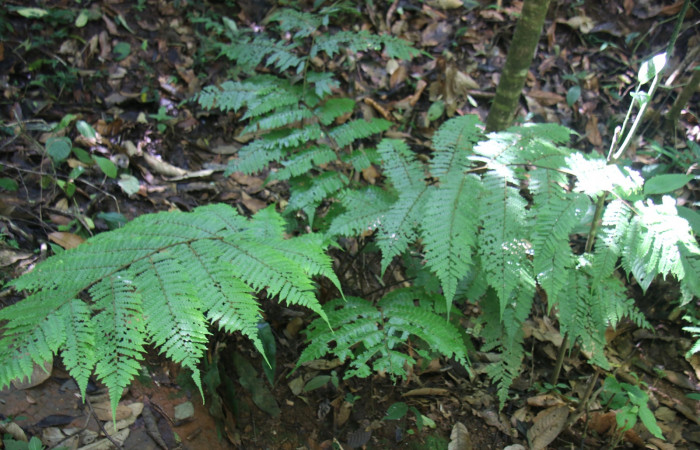Fig 1. <i>Alsophila firma</i> (Cyatheaceae), unas de las planta hospedera donde se alimenta <i>Scopifera antelia</i> (Erebidae). Foto tomada por el Parataxónomo Minor Carmona, 11 de Febrero 2021; Sendero Granero en la Estación Biológica Wege, Area de Conservación Guanacaste, (ACG).