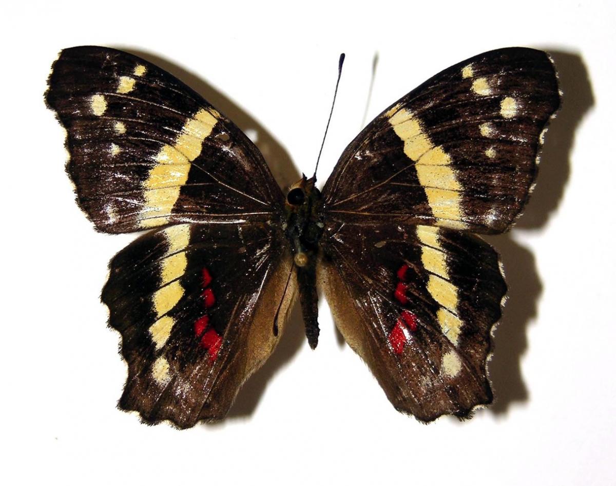 Anartia fatima (Nymphalidae) - Área de Conservación Guanacaste