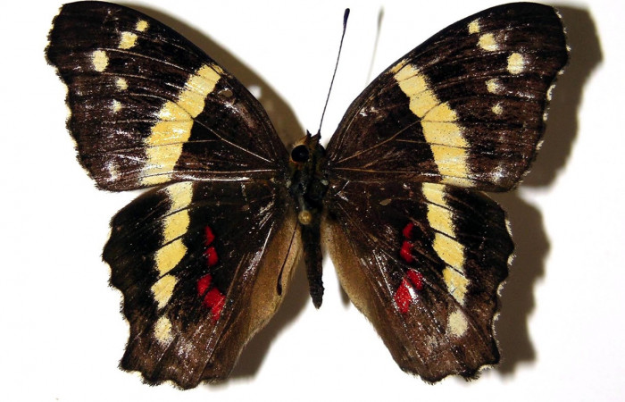 Figura 1. Adulto <i>Anartia fatima</i> (Nymphalidae), mostrando parte dorsal, localidad Puente Palma Sector San Cristobal ACG (460m. Voucher: 04-SRNP-1135-DHJ96580.jpg.