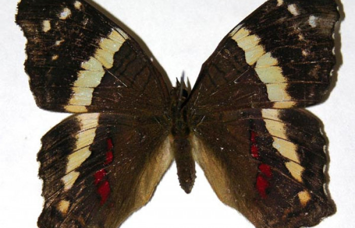 Figura 10. Adulto de <i>Anartia fatima</i> (Nymphalidae), hembra vista dorsal, localidad Río Blanco Abajo Sector San Cristobal ACG (500m). Voucher:04-SRNP-61169-DHJ308170.jpg.