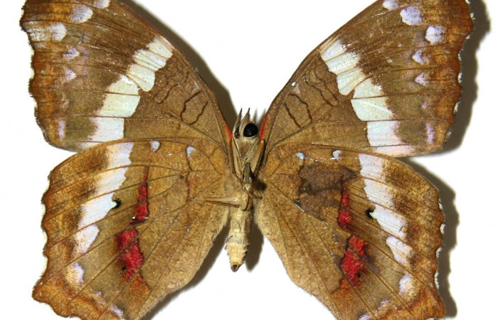 Figura 11. Adulto de <i>Anartia fatima</i> (Nymphalidae), hembra vista ventral, localidad Río Blanco Abajo Sector San Cristobal ACG (500m). Voucher: 04-SRNP-61169-DHJ308171.jpg.
