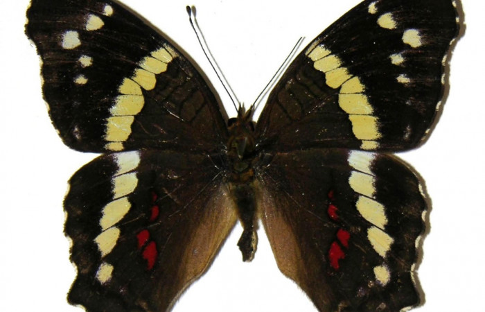 Figura 8. Adulto de <i>Anartia fatima</i> (Nymphalidae), macho vista dorsal, localidad Río Areno Sector San Cristobal ACG (460m). Voucher: 05-SRNP-1061-DHJ309264.jpg.