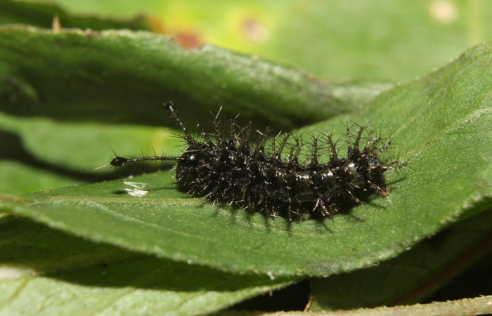 Figura 2. Larva <i>Anartia fatima</i> (Nymphalidae), en penúltimo estadío (PU), vista lateral, localidad Bullas Estación Quica Sector Pitilla ACG (440m). Voucher: 19-SRNP-70551-DHJ750807.jpg.
