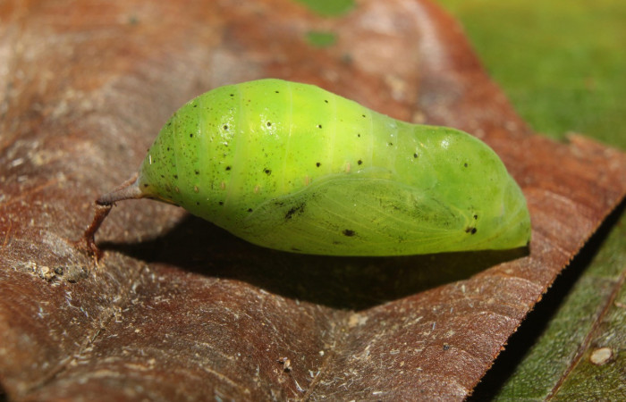 Figura 6. Pupa de <i>Anartia fatima</i> (Nymphalidae), vista lateral, localidad Bullas Estación Quica Sector Pitilla ACG (440m). Voucher: 19-SRNP-70553-DHJ750821.jpg.