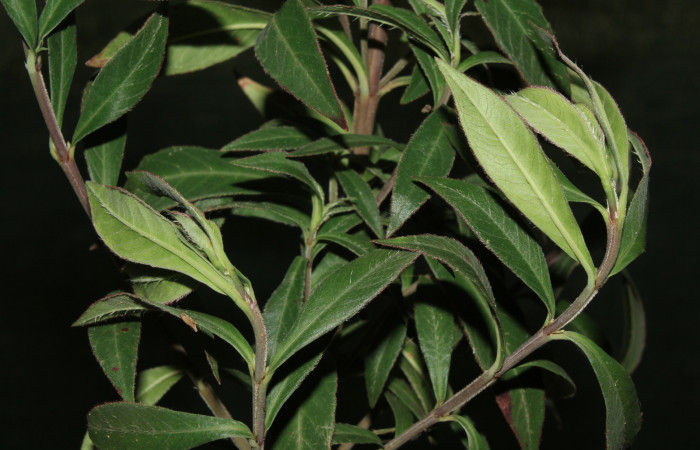 Figura 12. Planta hospedera de <i>Anartia fatima</i> (Nymphalidae), esta planta se llama <i>Cuphea epilobiifolia</i> (Lythraceae), localidad Bullas Estación Quica Sector Pitilla ACG (380m). Foto tomada por; Ricardo calero. 04 Abril 2019.