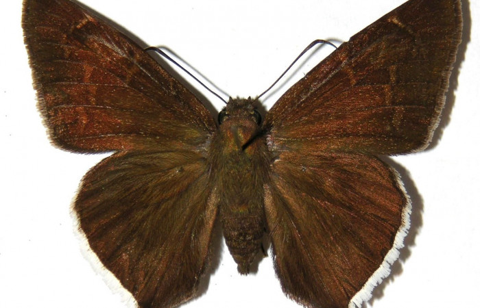 Fig. 6. Macho de <i>Achalarus toxeus</i> (Hesperiidae)  vista dorsal. Voucher: 02-SRNP-10180-DHJ306810.