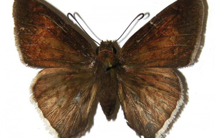 Fig. 17. Hembra de <i>Achalarus albociliatus</i> (Hesperiidae), vista dorsal. Voucher: 02-SRNP-14113-DHJ306798.