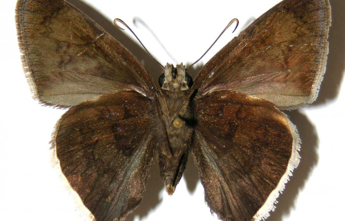 Fig. 18. Hembra de <i>Achalarus albociliatus</i> (Hesperiidae), vista dorsal. Voucher: 02-SRNP-14113-DHJ306799.