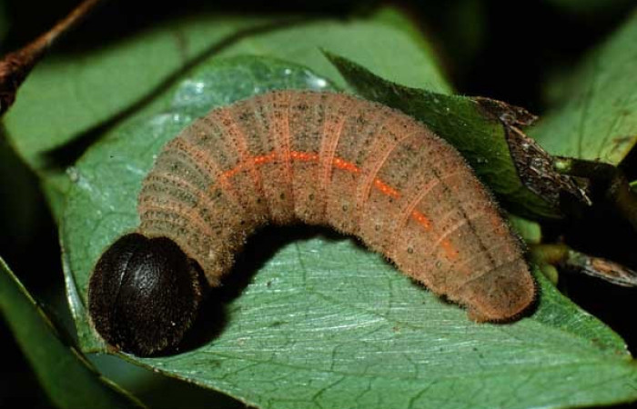 Fig. 5. Larva último estadío de <i>Achalarus toxeus</i> (Hesperiidae),comiendo <i>Calliandra tergermina</i> (Fabaceae).  Voucher: 02-SRNP-32162-DHJ71230.