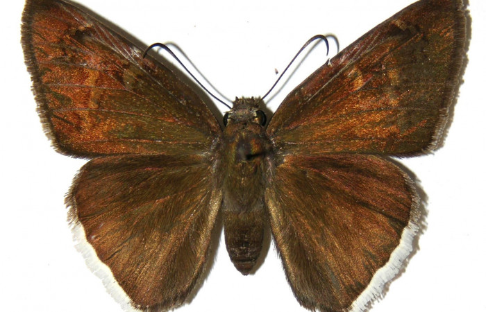 Fig. 4. Macho de  <i>Achalarus albociliatus</i> (Hesperiidae)  vista dorsal. Voucher: 02-SRNP-4786-DHJ306802.