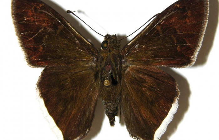 Fig. 2. Macho de  <i>Achalarus jalapus</i> (Hesperiidae)  vista dorsal. Voucher: 02-SRNP-4830-DHJ306806.