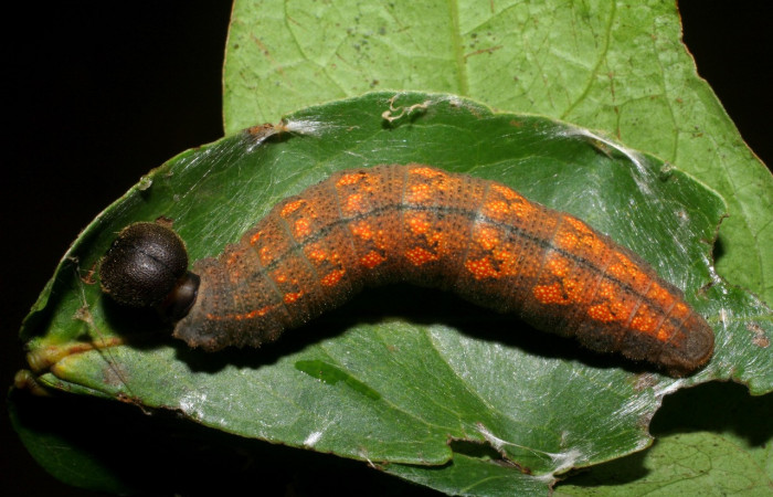 Fig. 1. Larva último estadío de <i>Achalarus jalapus </i>(Hesperiidae), comiendo <i>Pithecellobium furcatum</i> (Fabaceae). Voucher: 08-SRNP-22673-DHJ445211.