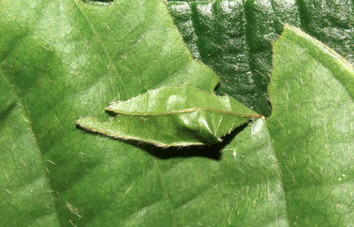 Fig. 7. Casita de larva <i>Achalarus albociliatus</i> (Hesperiidae), sobre planta hospedera <i>Dioclea wilsonii</i> (Fabaceae).  Voucher: 17-SRNP-30398-DHJ736045.