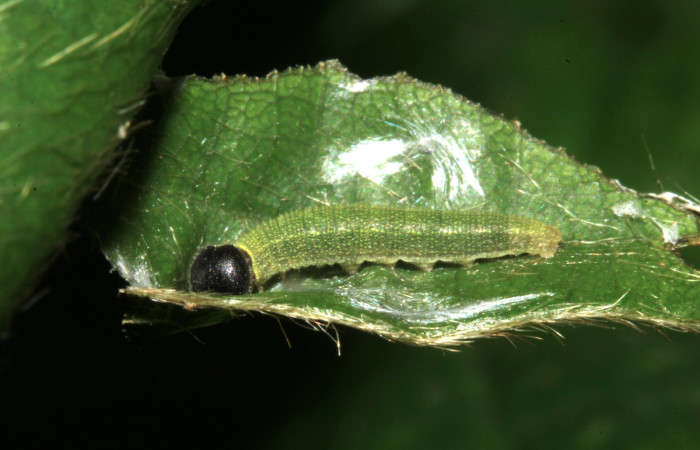 Fig. 8. Larva de <i>Achalarus albociliatus</i> (Hesperiidae), vista lateral. Voucher: 17-SRNP-30398-DHJ736047.