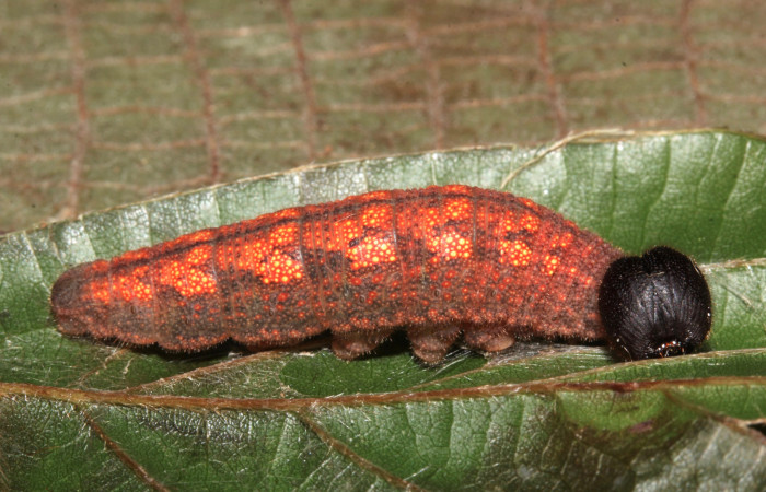 Fig. 13. Larva de <i>Achalarus albociliatus</i> (Hesperiidae), comiendo <i>Dioclea wilsonii</i> (Fabaceae). Voucher: 17-SRNP-30398-DHJ736272.