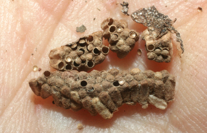 Fig. 9. Muda de capullos, donde se alojaron pequeñas avispas de familia Braconidae, parásito <i>Glyptapanteles ilarisaaksjarvi</i>, en larva <i>Condica cupienta</i>.   Voucher 06-SRNP-13955-DHJ452261.jpg.