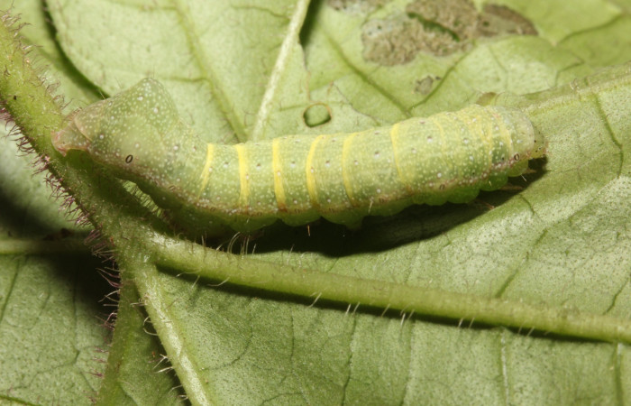 Fig 6. Larva <i>Condica cupienta</i>, vista lateral entero, en penúltimo estadío  Voucher 17-SRNP-27448-DHJ731485.jpg.
