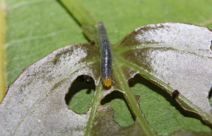 Fig. 4. Larva <i>Condica cupienta</i>, en tercer estadío mostrando cabeza y tórax, con una medida de 8mm, se localizó en Sendero Manguera. Voucher 17-SRNP-70526-DHJ733869.jpg. 