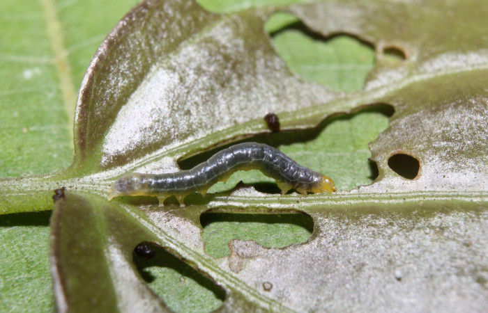 Fig. 5. Larva <i>Condica cupienta</i>, lateral entero, tercer estadio, con una medida de 8mm, se localizo en Sendero Manguera.  Voucher 17-SRNP-70526-DHJ733871.jpg.
