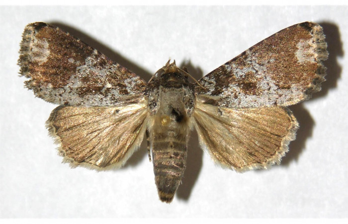 Fig 1. Adulto <i>Condica cupienta</i> vista dorsal, en alas abiertas mide 34 mm.  Voucher 93-SRNP-7049-DHJ321246.