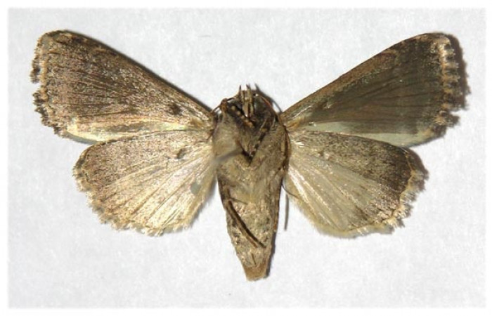 Fig 2. Adulto <i>Condica cupienta</i>, vista ventral, en alas abiertas mide 33 mm   Voucher 93-SRNP-7049-DHJ321247.