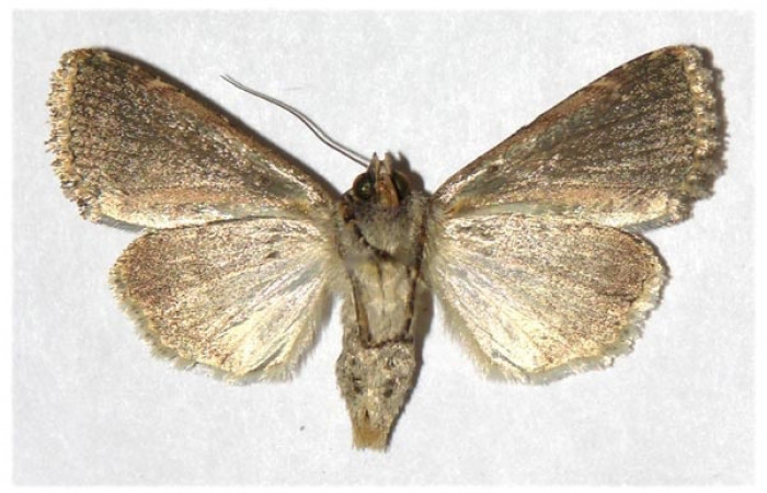 Fig 3. Adulto <i>Condica cupienta</i>, vista ventral en alas abiertas mide 33 mm. Voucher 94-SRNP-771-DHJ321259.
