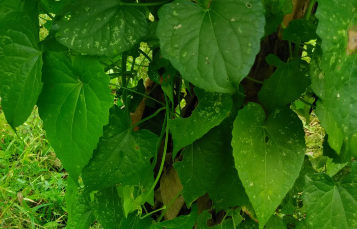 Fig 8. <i>Mikania cordifolia</i>; familia (Asteraceae). Planta hospedera de larva <i>Condica cupienta</i>, (Noctuidae) creciendo en Senderos Finca Esmeralda. Foto, Cirilo Umaña, 01/02/2021.