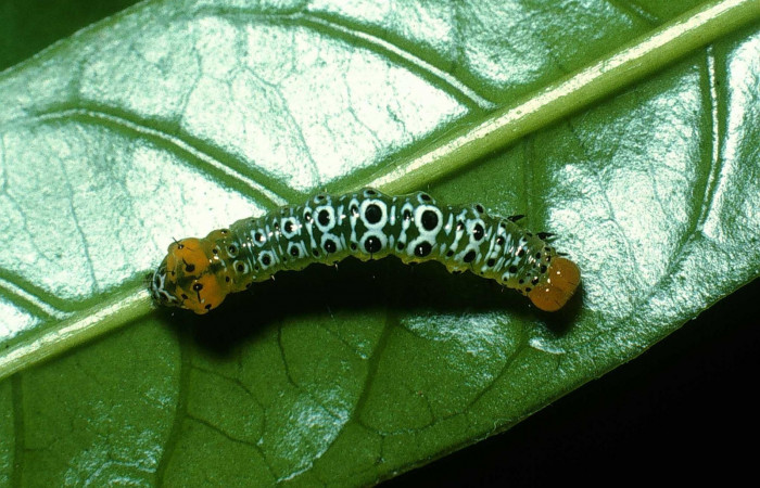 Figura. 12 Larva <i>Cropia</i> Poole01 (Noctuidae), posición dorsal alimentándose en <i>Bourreria costarricenses</i> (Ehretiaceae). (03-SRNP-23626-DHJ79204.jpg).