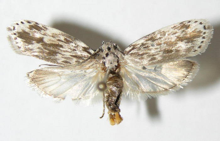 Figura 15. Adulto de <i>Ethmia baliostola</i> (Depressariidae), vista dorsal. (03-SRNP-29320-DHJ-338880.jpg).