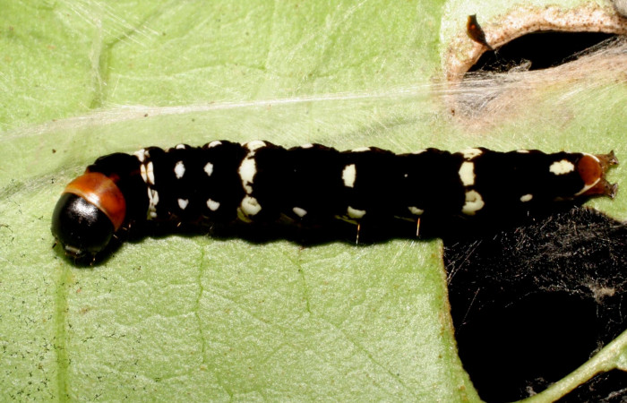 Figura. 14 Larva <i>Ethmia baliostola</i> (Depressariidae), posición dorsal alimentándose en <i>Bourreria costarricenses</i> (Ehretiaceae). (07-SRNP-41088-DHJ422244.jpg).