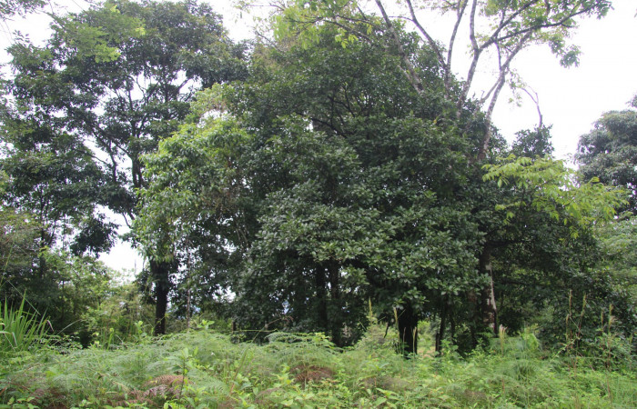 Figura. 1 Habitat <i>Bourreria costaricensis</i>, (Ehretiaceae). Area de Conservación Guanacaste, Sector Rincón Rain Forest, Estación Leiva,  (elevación 344 metros), colectada el 26 de Setiembre 2018. Foto, Jorge Hernández.
