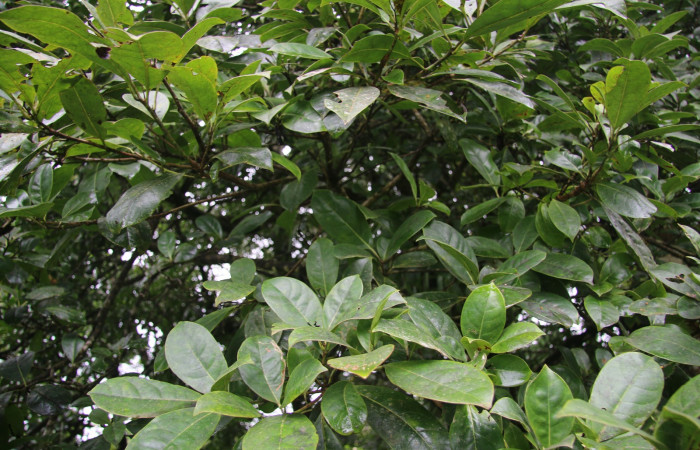 Figura. 2 Habitat Planta, <i>Bourreria costaricensis</i>, (Ehretiaceae). Area de Conservación Guanacaste, Sector Rincón Rain Forest, Estación Leiva, (elevación 344 metros), colectada el 26 de Setiembre 2018. Foto, Jorge Hernández.