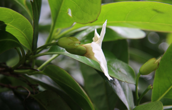 Figura. 6 Flor vista lateral  <i>Bourreria costaricensis</i>, (Ehretiaceae). Area de Conservación Guanacaste, Sector Rincón Rain Forest, Estación Leiva, (elevación 344 metros), colectada el 26 de Setiembre 2018. Foto, Jorge Hernández.