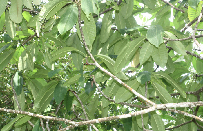 Fig.13 Hojas <i>Plumeria rubra</i> (Apocynaceae) (04 de Octubre 2013) Los Almendros Sector El Hacha Los Inocentes 290m.