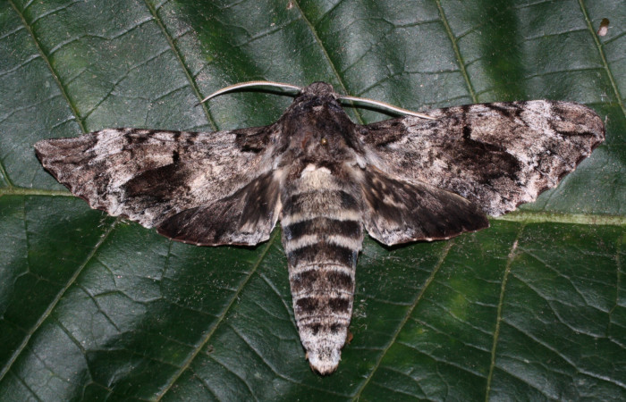 Fig. 1 Vista dorsal hembra de <i>Pseudosphinx tetrio</i>  (Shpingidae) Los Inocentes Sector El Hacha 290m. 13-SRNP-22185-DHJ493759.
