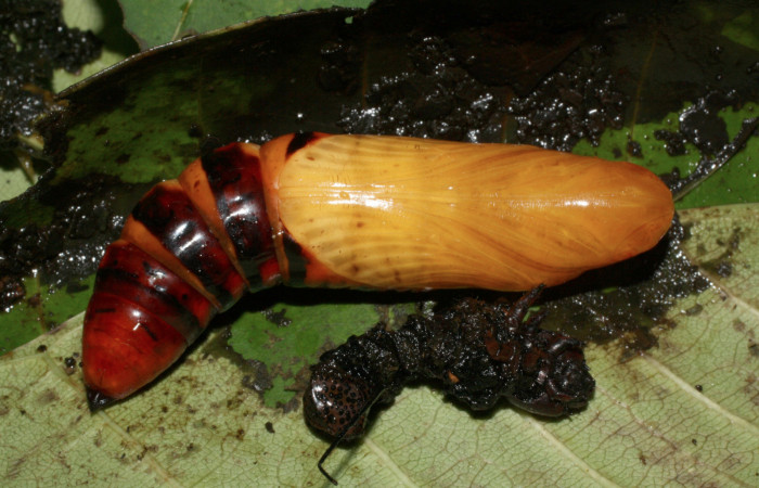 Fig. 10 . Pupa de <i>Pseudosphinx tetrio</i> (Shpingidae)  (04 de Octubre 2013) Los Almendros Sector El Hacha Los Inocentes 290m. 13-SRNP-22168-DHJ493748.jpg