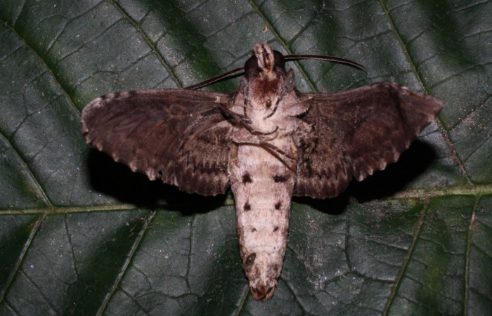 Fig. 2 Vista ventrall hembra de <i>Pseudosphinx tetrio</i>  (Sphingidae) Los Inocentes Sector El Hacha 290m. 13-SRNP-22185-DHJ493760.